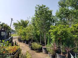 Treeland nursery operates on a 50 acre tree farm north of dallas, texas and stocks over 7,000 trees and shrubs, which makes us one of the largest nurseries and tree farms in the dallas. Plant Nursery Trees And Shrubs For Sale Beaumont Texas