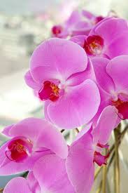 Maybe you would like to learn more about one of these? Botanic Art Floral Event Design Lucky Plant Orchids Moth Orchid