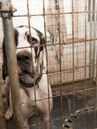 If you are looking to adopt or buy a great dane take a look here! Alleged Nh Great Dane Puppy Mill Operator Was Investigated For Unlicensed Kennel In Maine Wgme