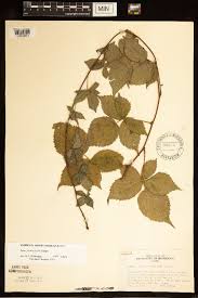 Image result for Rubus iringanus