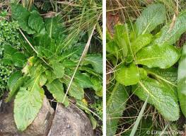 Image result for Alepidea amatymbica