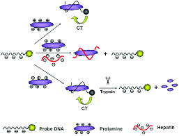 Image result for Protamine