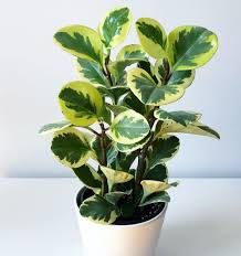 Bunga hias cantik di meja kantor akan membuat kamu lebih bahagia ketika memandangnya. Jual Bunga Hias Hidup Meja Terbaru Lazada Co Id