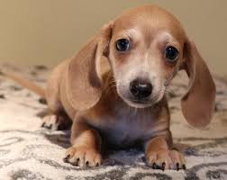 › mini dachshunds for sale near me. Dachshund Dog Puppies For Sale