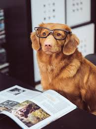 Cute small dogs & puppy pictures. Cute Dogs Pictures Download Free Images On Unsplash