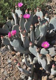 Obtenha um segundo vídeo stock com 13.000 segundos de california beavertail cactus bloom a 29.97fps. Ruth S Tips Prickly Pear And Beavertail Cacti The Mercury News