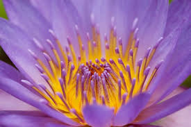 In fact, taking amazing macro flower photos isn't actually difficult. 55 Beautiful Macro Flower Pictures The Photo Argus