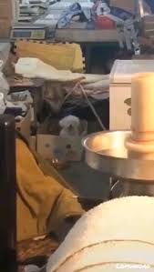 Pin By Kenta Zou On Video Dog Friend Video Funny Animal Videos Cute Baby Animals Cute Animals