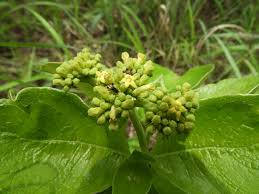 Image result for Multidentia crassa