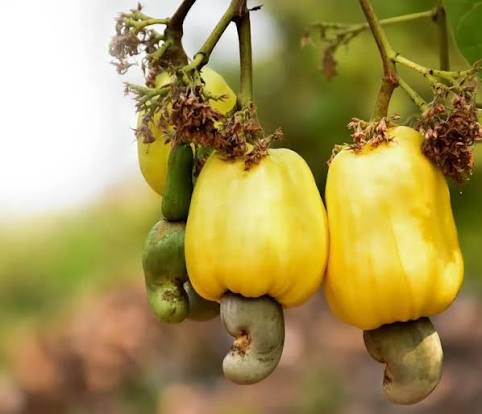 What is the difference between cashew nuts?