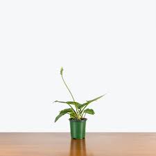 Image result for Lobelia petiolata