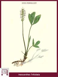 However, that was not its first name as the plant has had several names since it first arrived in europe. Like The Gentian Bogbean Buckbean Grappa Com