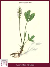 In effect, lemon verbena might also be marketed as lippia citriodora. Like The Gentian Bogbean Buckbean Grappa Com