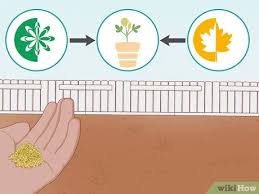 One tablespoon of the seeds contains 3 grams of protein, 3. How To Grow Fenugreek 13 Steps With Pictures Wikihow
