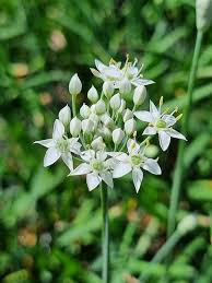 Image result for Tulbaghia acutiloba