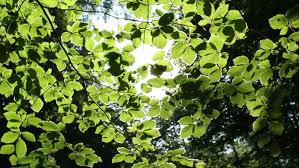 We did not find results for: 1080p Daun Hijau Dan Video Indah Sinar Matahari Video Templat Aep Unduhan Gratis Pikbest