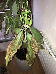 Avocado Leaves Turning Brown And Falling Off Any Advices Gardening Garden Diy Home Flower Plant Leaves Turning Brown Avocado Leaves Plant Leaves Turning