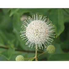 Image result for Cephalanthus