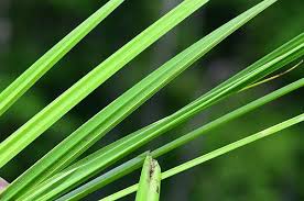 Image result for Carex lycurus