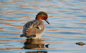 Wallpapers tagged with this tag. Waterfowl Wallpapers Wallpaper Cave
