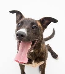 Unless you wind up finding a stray dog or cat the time cost. How To Adopt The Best Pet For Your Family And Meet Dekalb County Animal Services Pet Of The Week Decatur Ga Patch