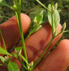 Image result for Nothosaerva