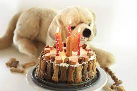 Mit feuchten händen die masse in springform geben und andrücken. Schmackofatzige Hundetorte Fur Unseren Golden Retriever Tamino Ilios Of Golden Hearts Sugarprincess