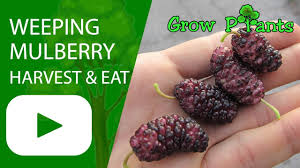As a result, the mulberry's roots cannot find adequate air, nutrients or water. Weeping Mulberry How To Grow Care