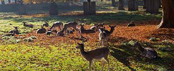 Günstige preise ✔ einfache, schnelle & sichere buchung ✔ jetzt neu: Hirschgarten In Munchen Park Spielplatze Und Biergarten