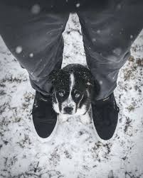 Winter Photo Sessions Ideas For Winter Photos Inspiration Xmax Tree Xoxo Cold Weather Snow Christmas Puppy Sitting Snow Dogs Pet Hotel