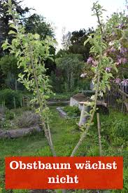 Jeder gartenbesitzer kann seinem wunsch nach einem hausbaum nachkommen, er benötigt dazu lediglich diese arbeitsmaterialien Warum Ein Neu Gepflanzter Baum Nicht Anwachst Gartenbob De Der Garten Ratgeber
