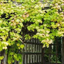 Maybe you would like to learn more about one of these? Hardy Kiwi Vine Plant Care Growing Guide