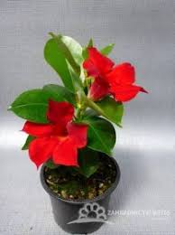 Image result for dipladenie hybrida rio obrázek