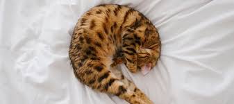 Cats replenish their energy with several naps throughout the day as opposed to one long block of sleep like humans. What Do Common Cat Sleeping Positions Mean Litter Robot Blog