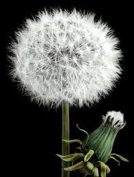 Dandelion Heads In Fruit Open And Closed Dandelion Flower Dandelion Art Dandelion