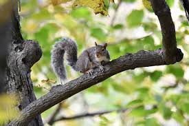 Image result for squirrel