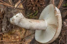 Image result for Russula compacta