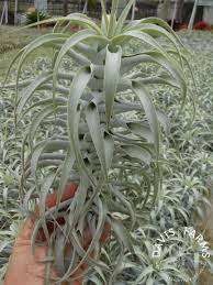 Image result for Tricalysia kivuensis