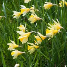Van Zyverden Yellow And White Wild Daffodils English Wild Daffodils And Lent Lily Bulbs 12 Pack 87041 The Home Depot In 2020 Lily Bulbs Daffodils Daffodil Bulbs