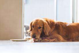 Acral Lick Granuloma In Dogs Petmd