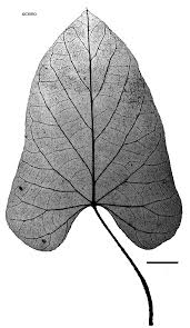 Image result for Ipomoea plebeia