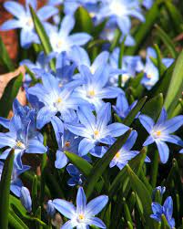 Free high resolution images blue spring flowers, beautiful, blue, flora, flowers, nature. Spring Flowers Photography Blue Glory Of The Snow Spring Flowers Photography Glory Of The Snow Beautiful Flowers Photography
