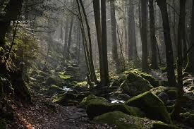 There are many long distance hiking trails that cross through the forest, such as the westweg and mittelweg. Top Things To Do And See In Black Forest Germany Bavarian Clockworks