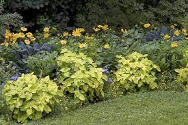 We did not find results for: Low Maintenance Garden Tips Ideas And Plants For Easy Gardening