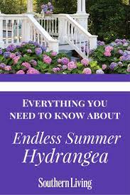 Enjoy An Endless Summer Summer Hydrangeas Endless Summer Hydrangea Hydrangea Landscaping