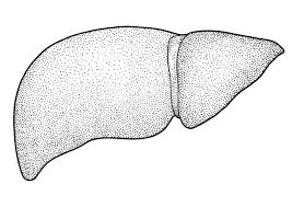 Check spelling or type a new query. Liver Illustration Stock Illustrations 25 438 Liver Illustration Stock Illustrations Vectors Clipart Dreamstime