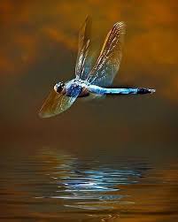 Nothing Has Happened In The Past It Happened In The Now Nothing Will Ever Happen In The Future It Will Happen In The No Dragonfly Damselfly Dragonfly Dreams