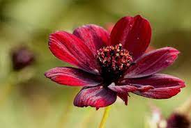 कमल के फूल के बारे में कोई 5 वाक्यांश. Cosmos Flower Names In Hindi And Their Facts Sullivan Flowers