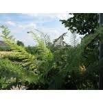 Reconstructed as a conference centre and museum, schloss herrenhausen (herrenhausen palace) now forms the architectural reference point for the gardens again. Polystichum Herrenhausen Naaldvaren Wintergroen