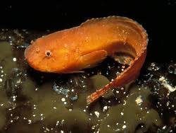 Image result for Liparis deistelii